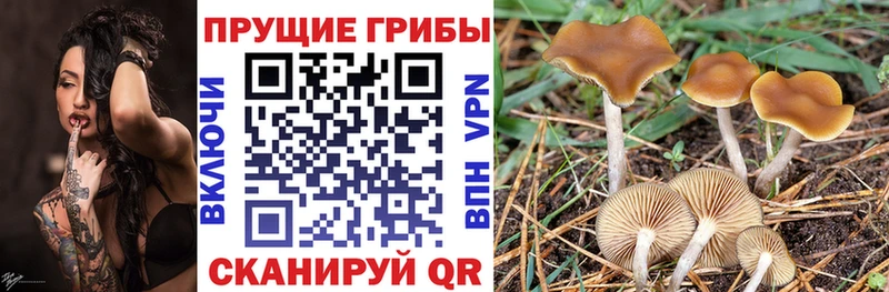 блэк спрут   магазин    Рыльск  Галлюциногенные грибы прущие грибы 